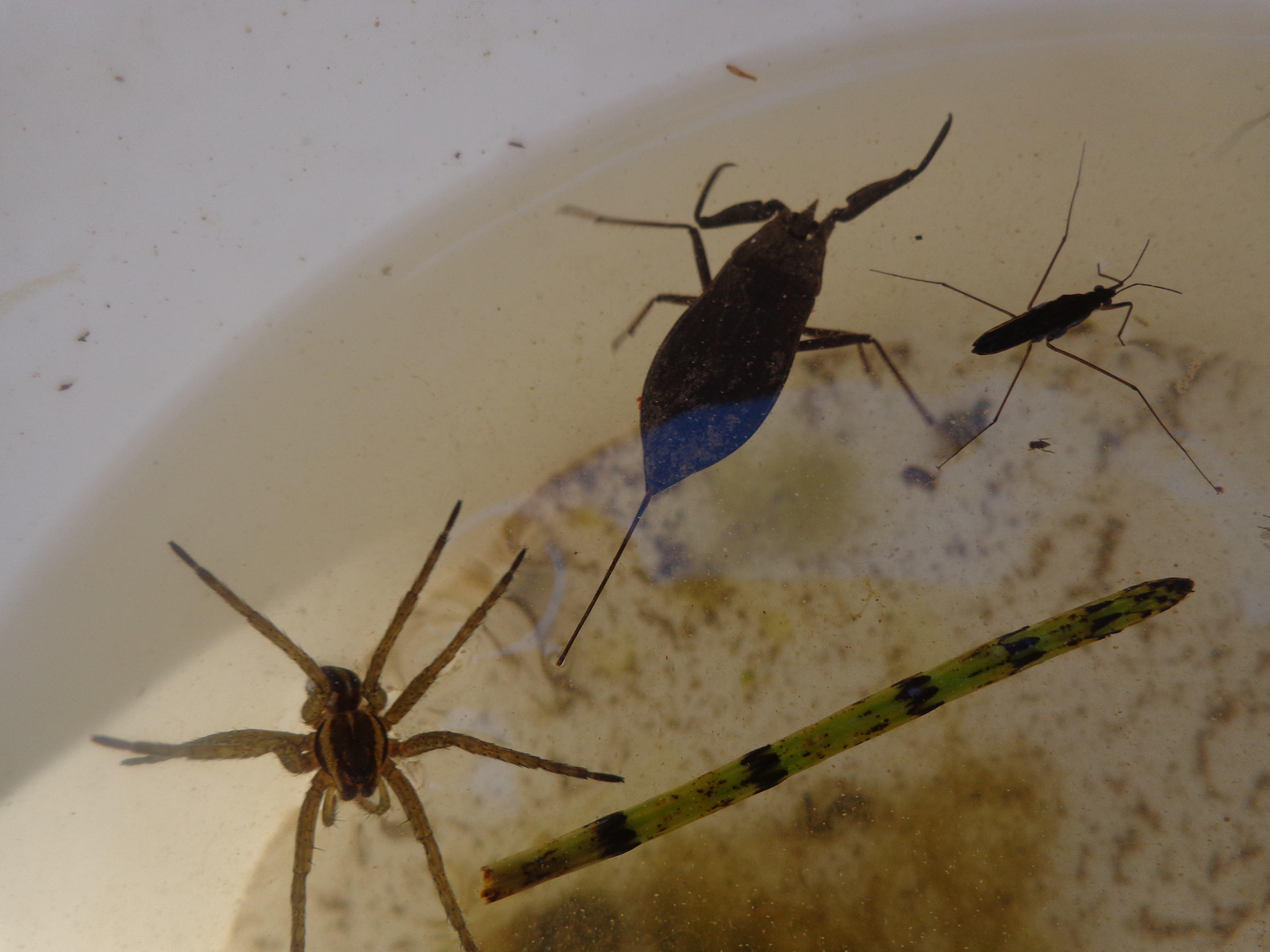 Õppeprogramm "Vesi on elu" Tipu Looduskoolis 