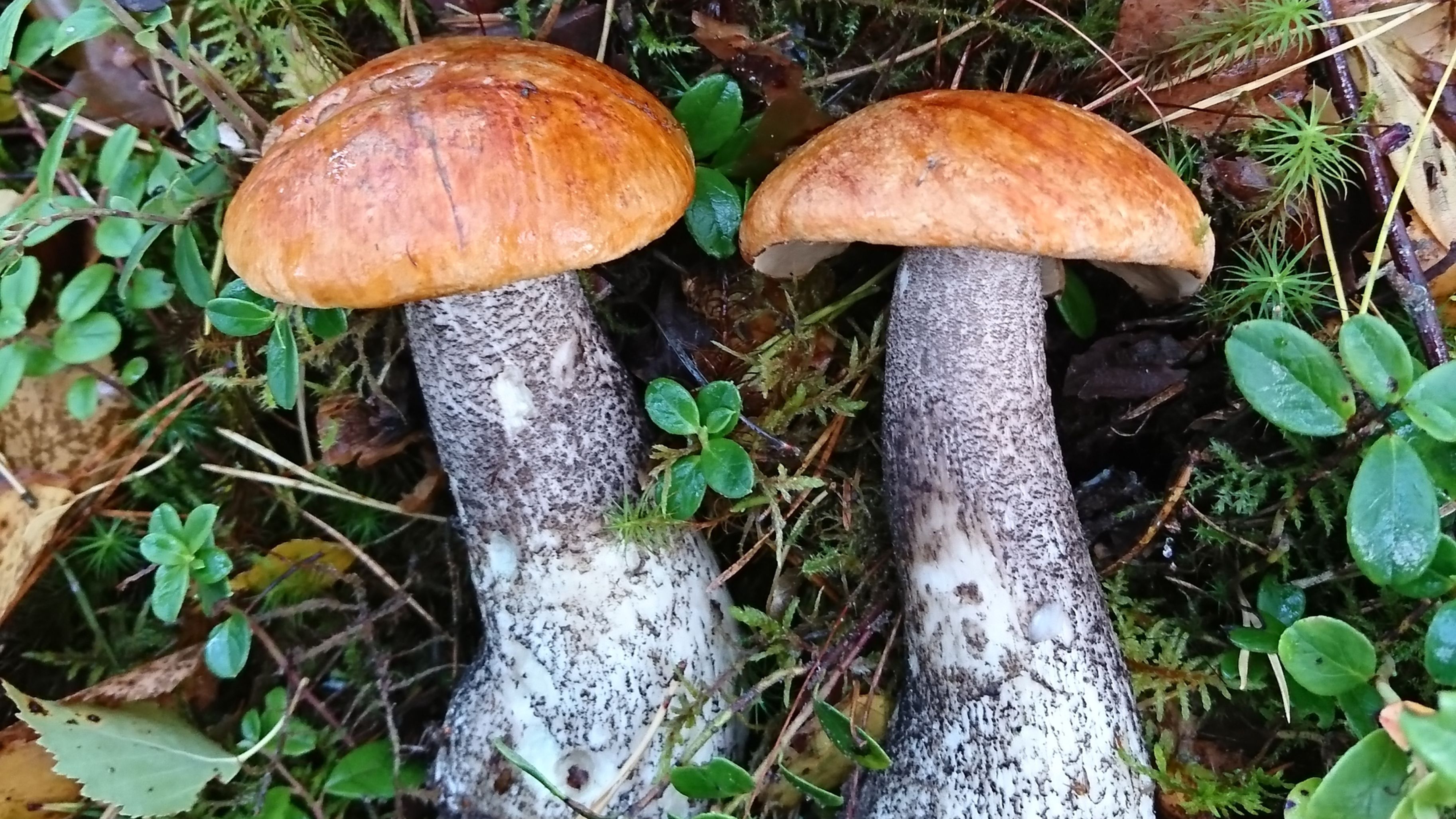 pomerantspuravik