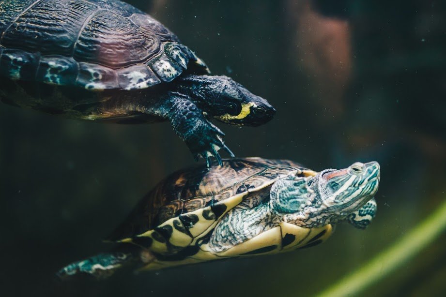 Loodusmaja kilpkonnad