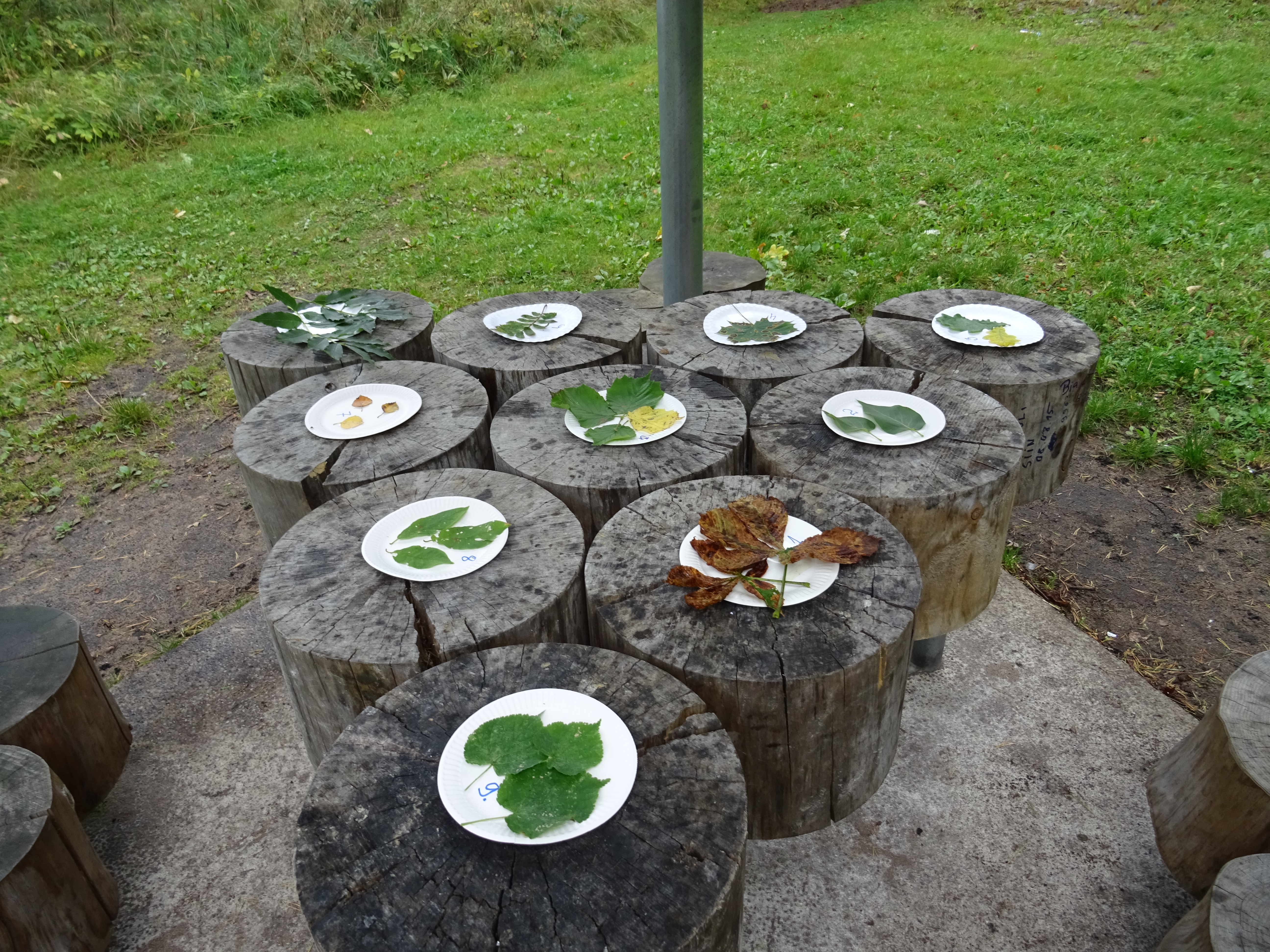 Kas tunned neid lehti?