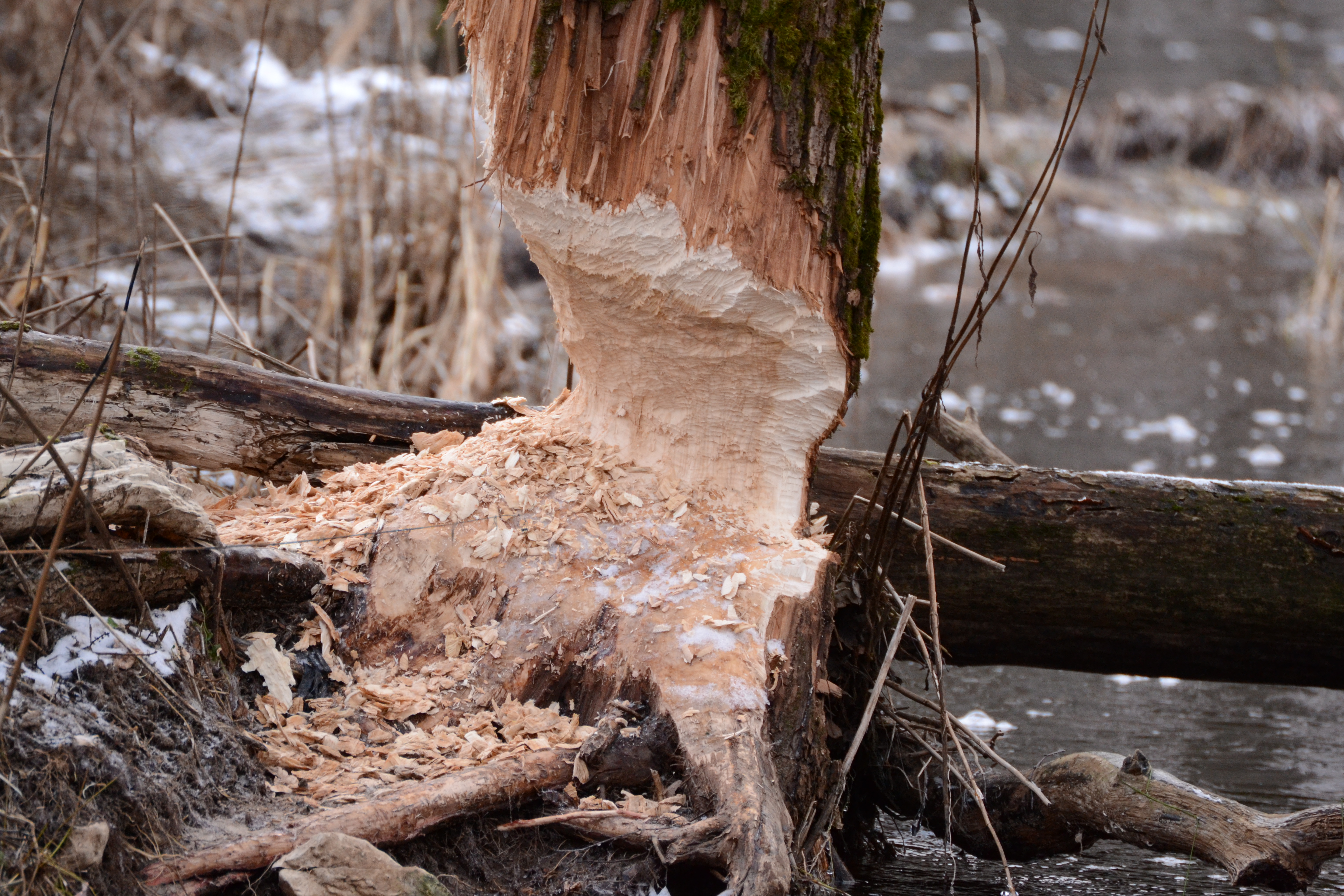 Kopra poolt langetatav puu