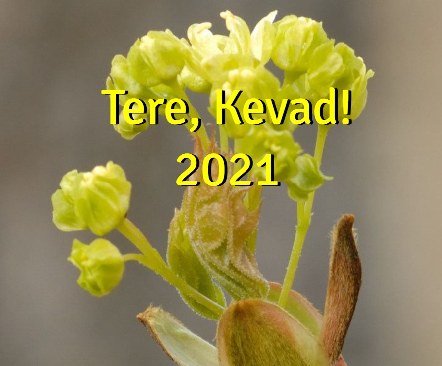 tere kevad