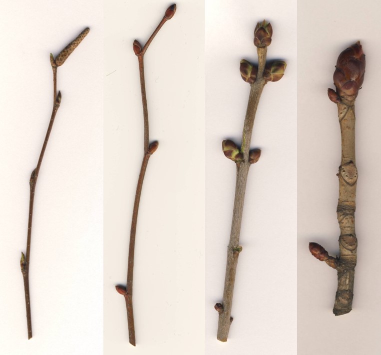 Võrsete järgi puude määramine