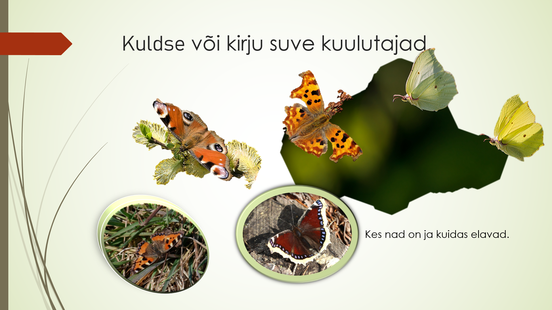 loodusõhtu Allan Selin