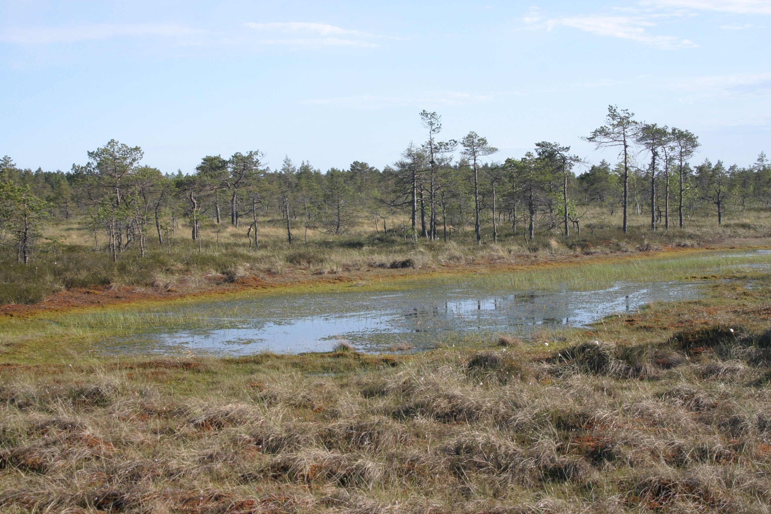 Riisa rabas F: Külli Kalamees-Pani  