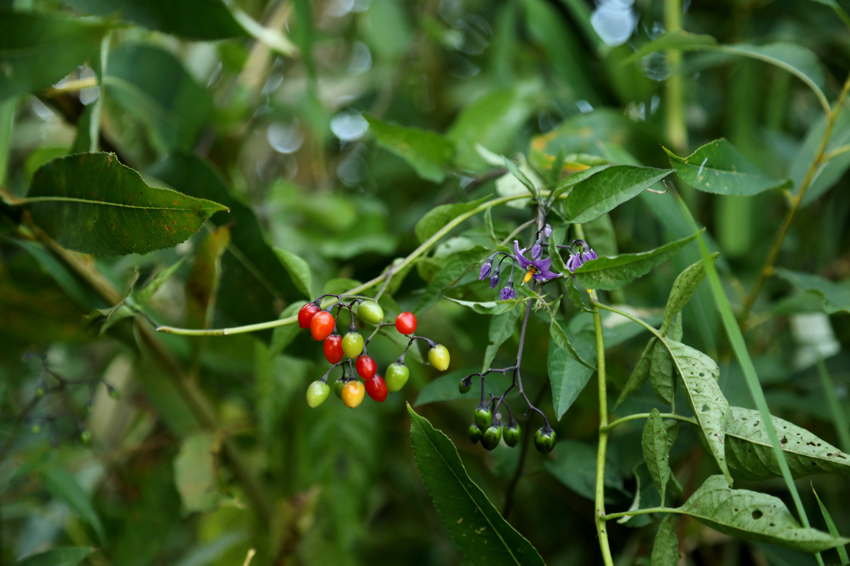 Harilik maavits Foto: Meelis Kaup