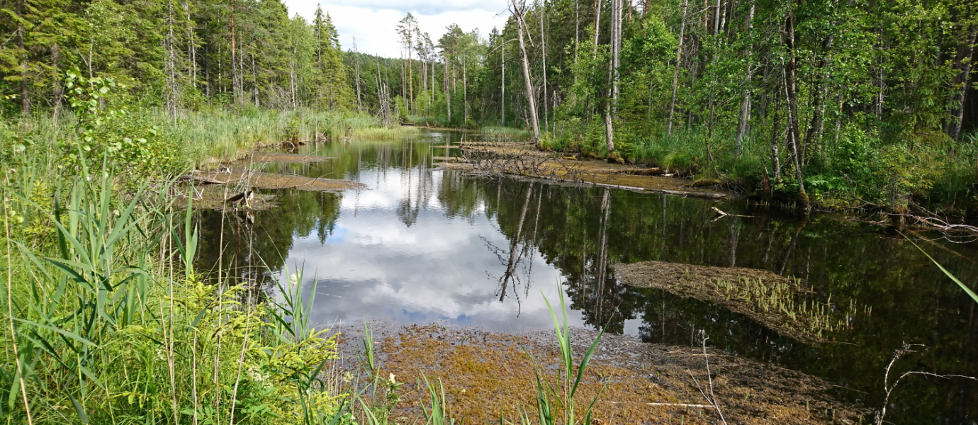 Loodusretk Endla looduskaitsealal Foto: Külli Kalamees-Pani