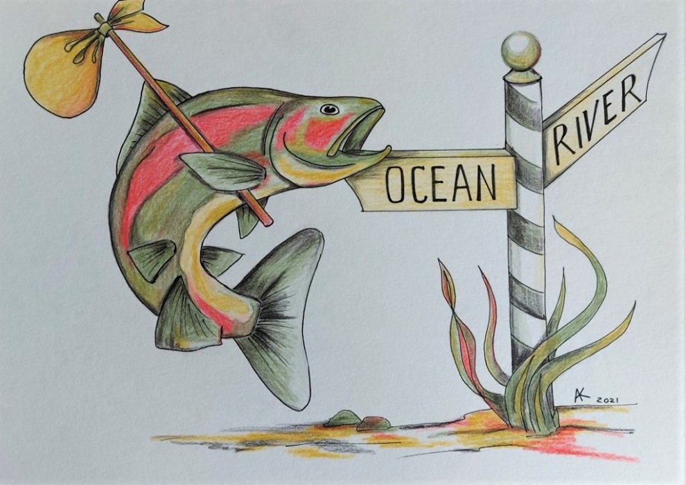 joonistus lõhest, kes valib mere ja jõe suuna vahel