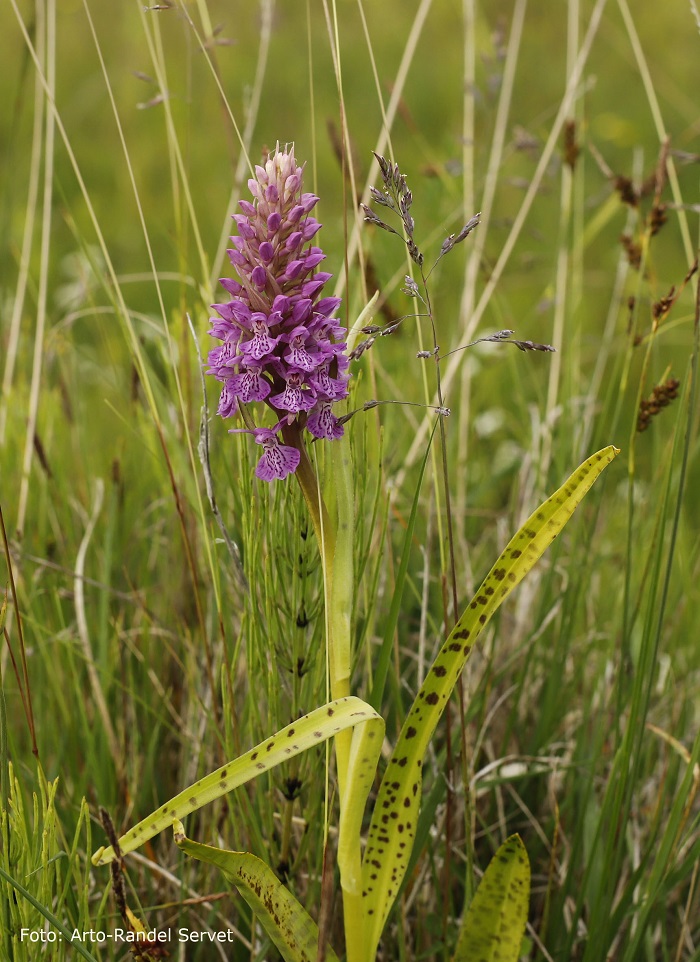 õitsev balti-sõrmkäpp