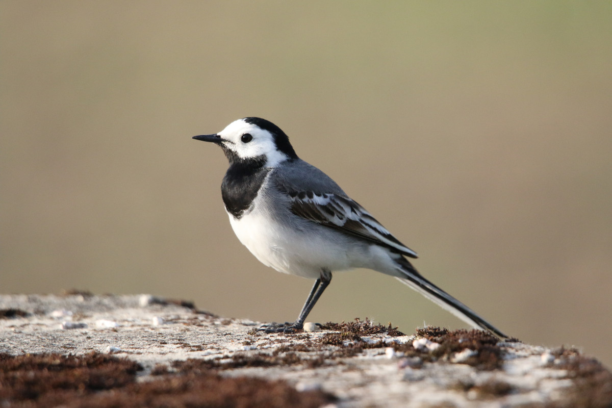 Linavästrik, valge kõhu, musta rinaesise, noka ja seljaga, seisab ja vaatab vasakule poole.