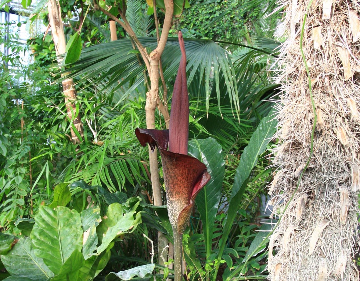 Rivière’i titaanjuure õis