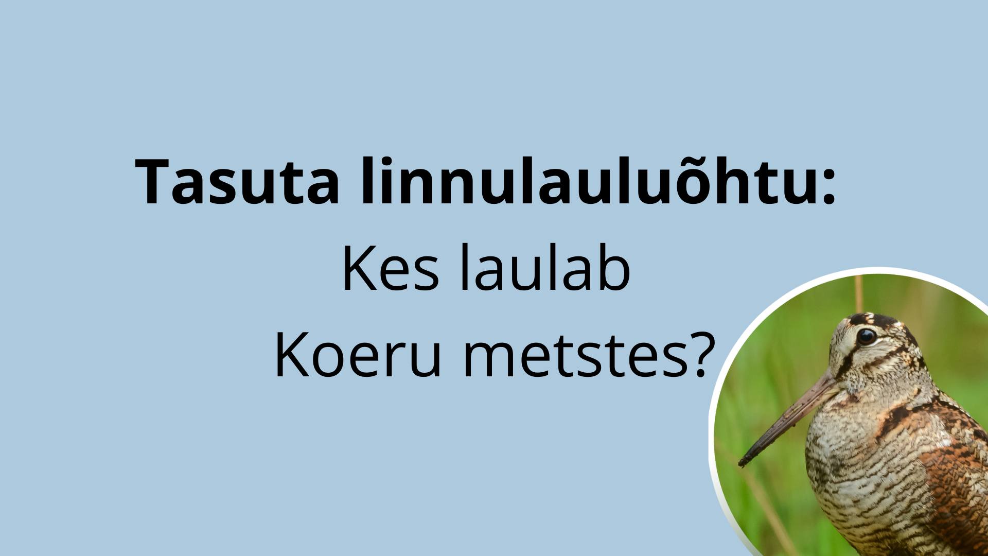 Sinisel taustal on tekst, all paremal nurgas on foto pruunikast pika nokaga linnust nepist.