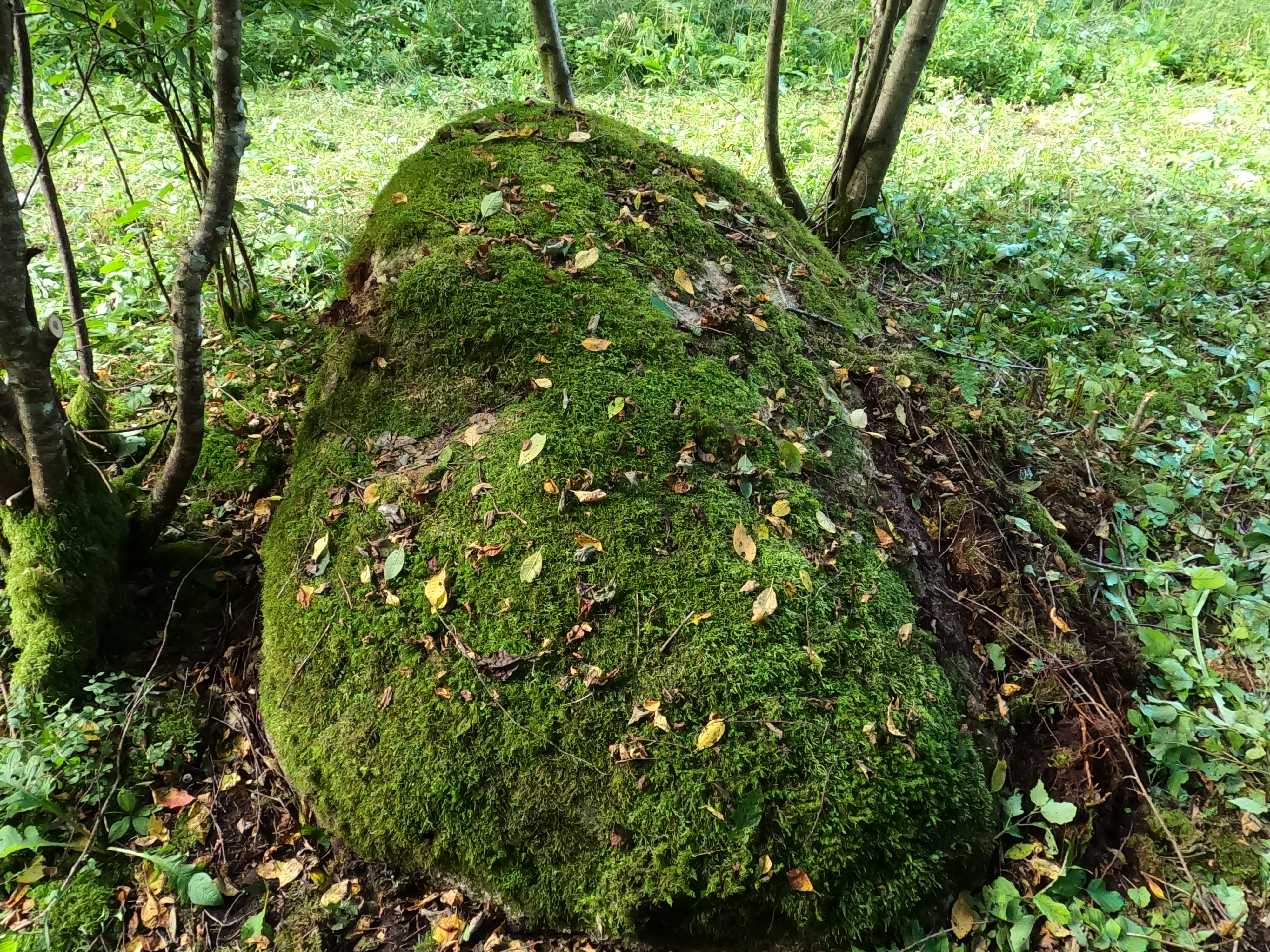 MEts meie ümber: tutvumine kodulähedase metsaga Viljandimaal