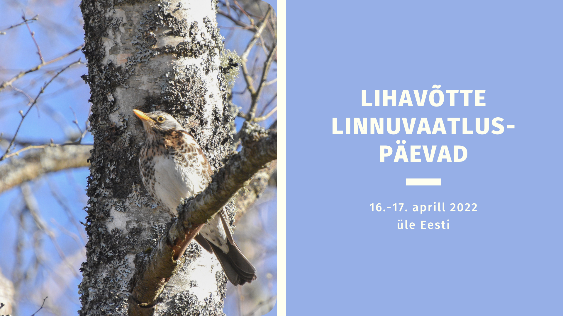 Vasakul on foto hallrästast, kes istub kaseoksal, paremal pool on sinakaslillal tasutal tekst.