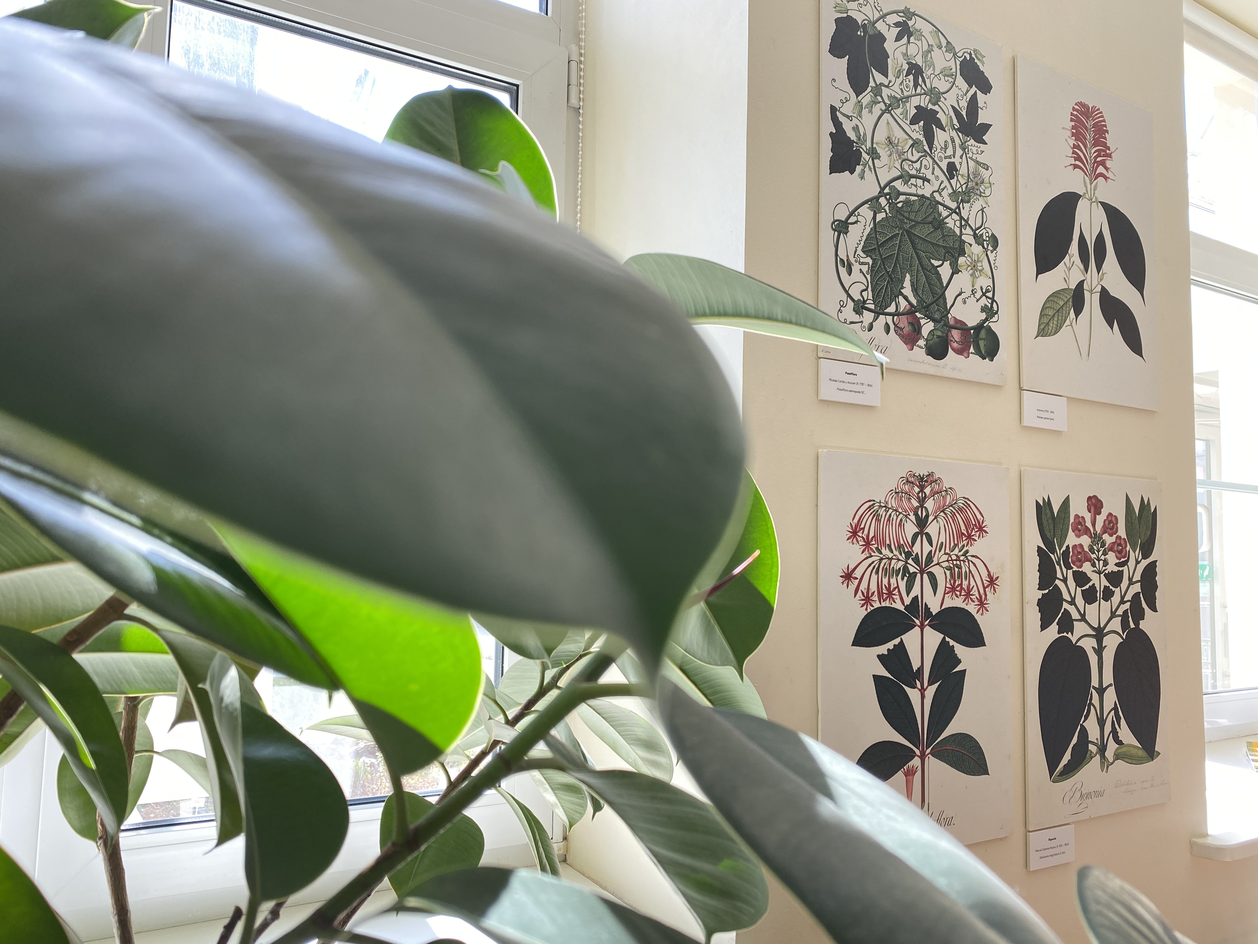 taimeillustratsioonid 