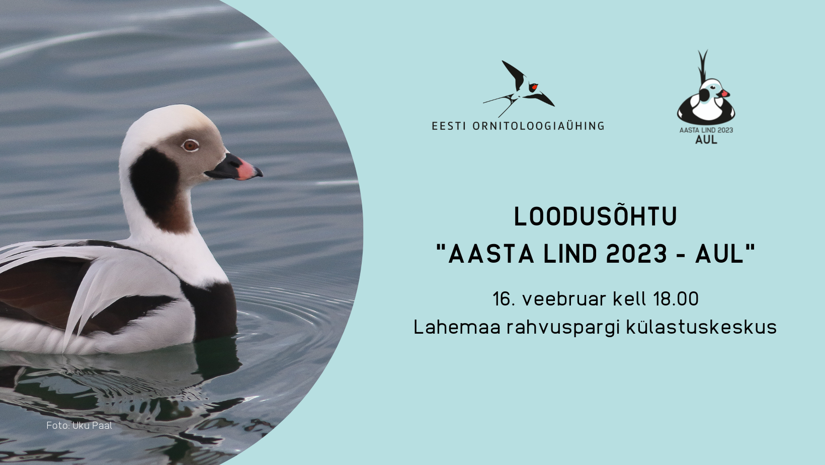 Vasakul pool on foto vee peal olevast auli isalinnust, kes vaatab paremale. Vasakul pool on sinisel taustal tekst.