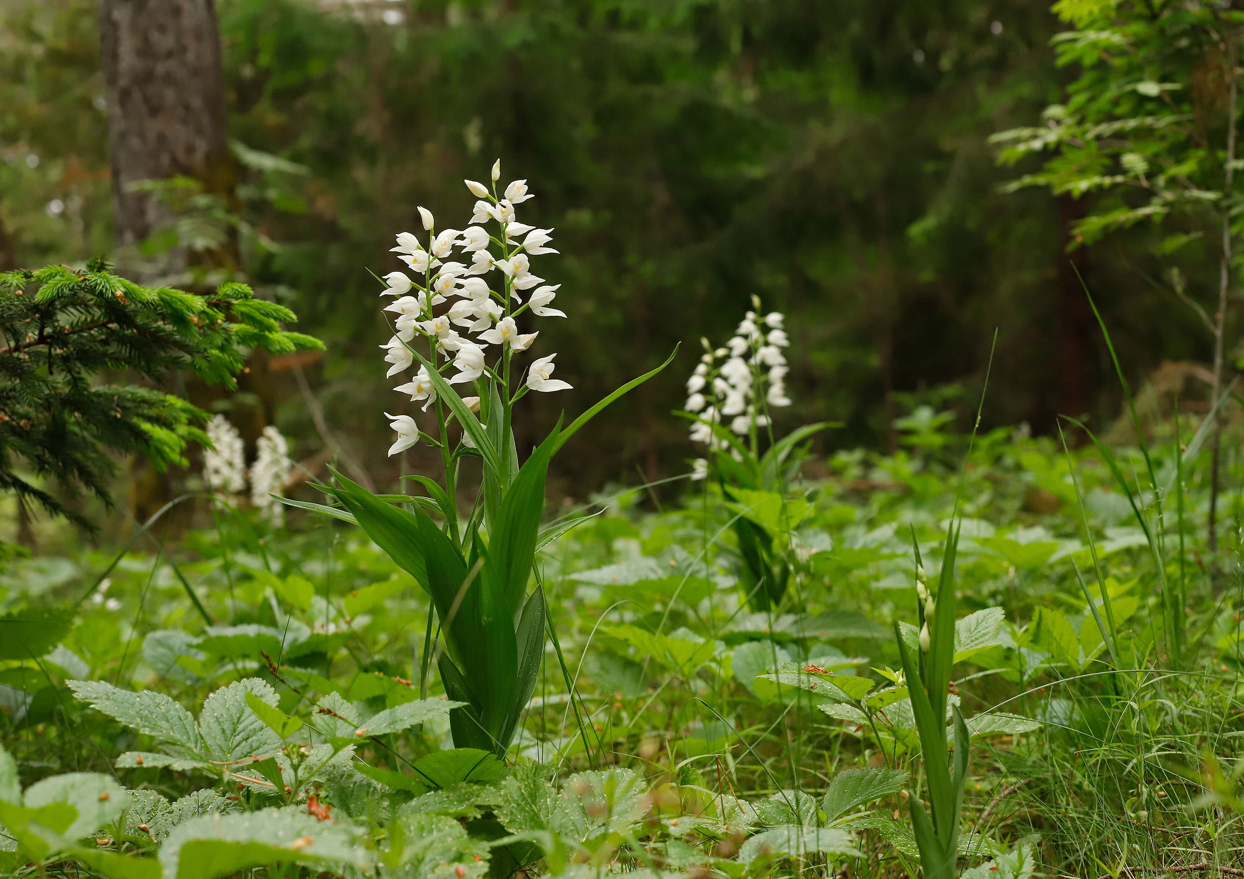 Valge tolmpea metsas Foto: Arto-Randel Servet