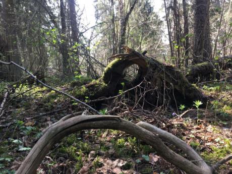 Känd ja oksad kevadises metsas