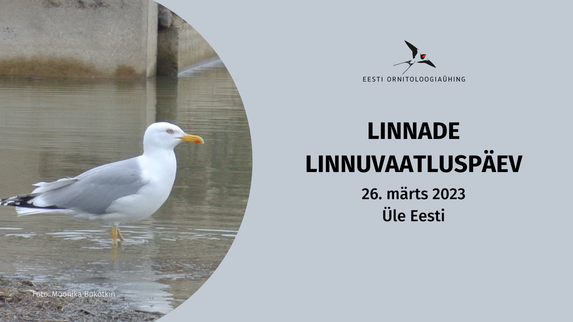 Vasakul pool on foto hõbekajakast, kes seisab jalgupidi vees, taustal betoonist ehitise elemendid. Paremal pool on hallil taustal Eesti Ornitoloogiaühingu logo ja tekst.