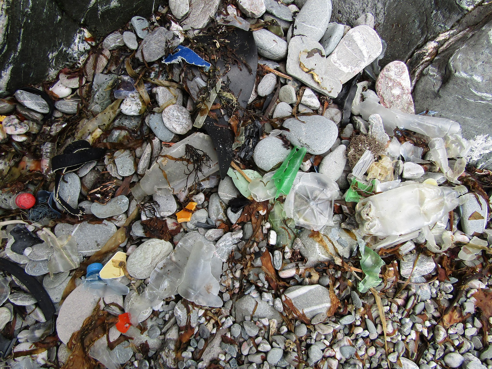 Erinev plastprügi mererannas segamini kiviklibu, vetikate ja taimedega.