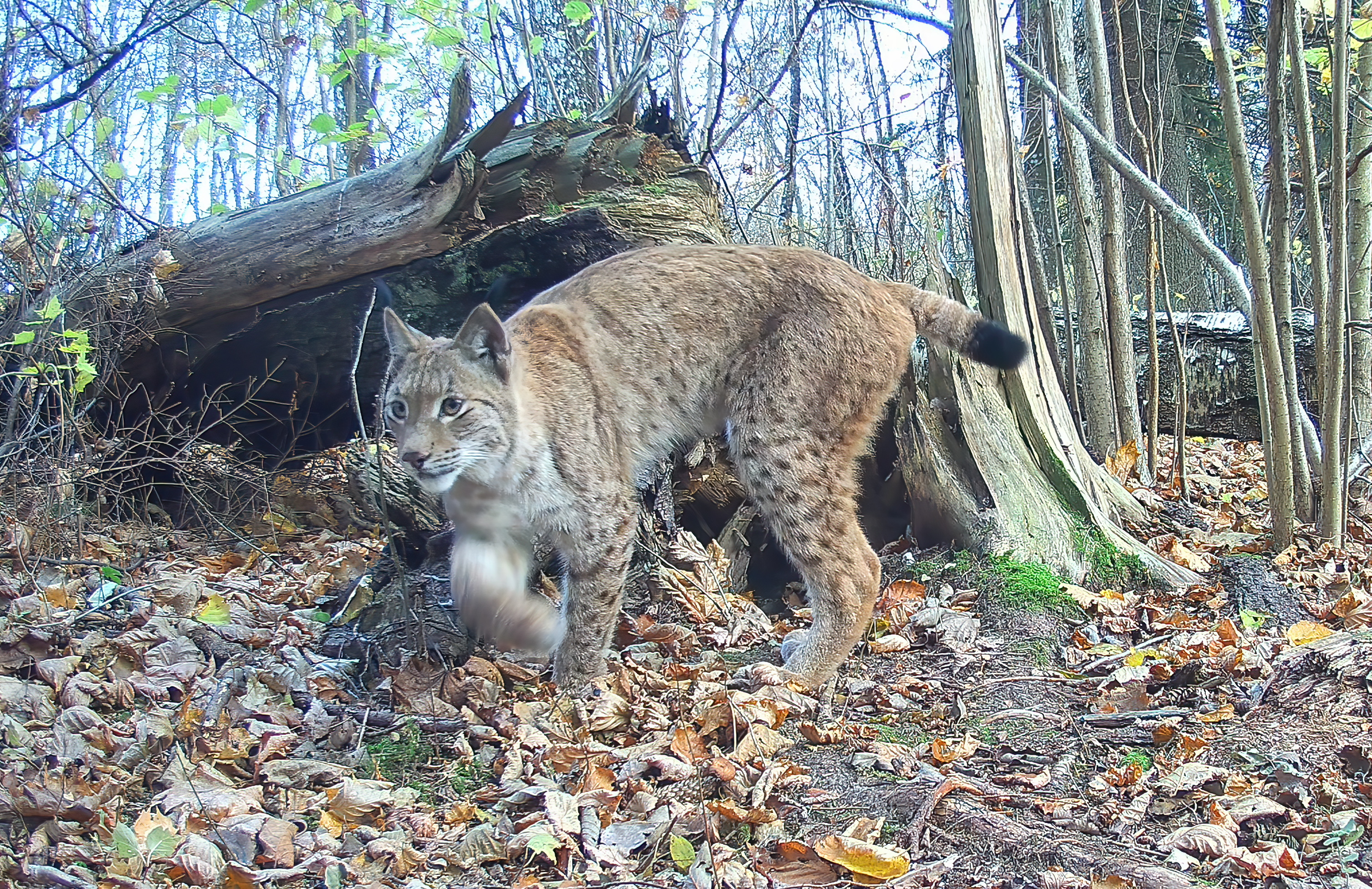Ilves