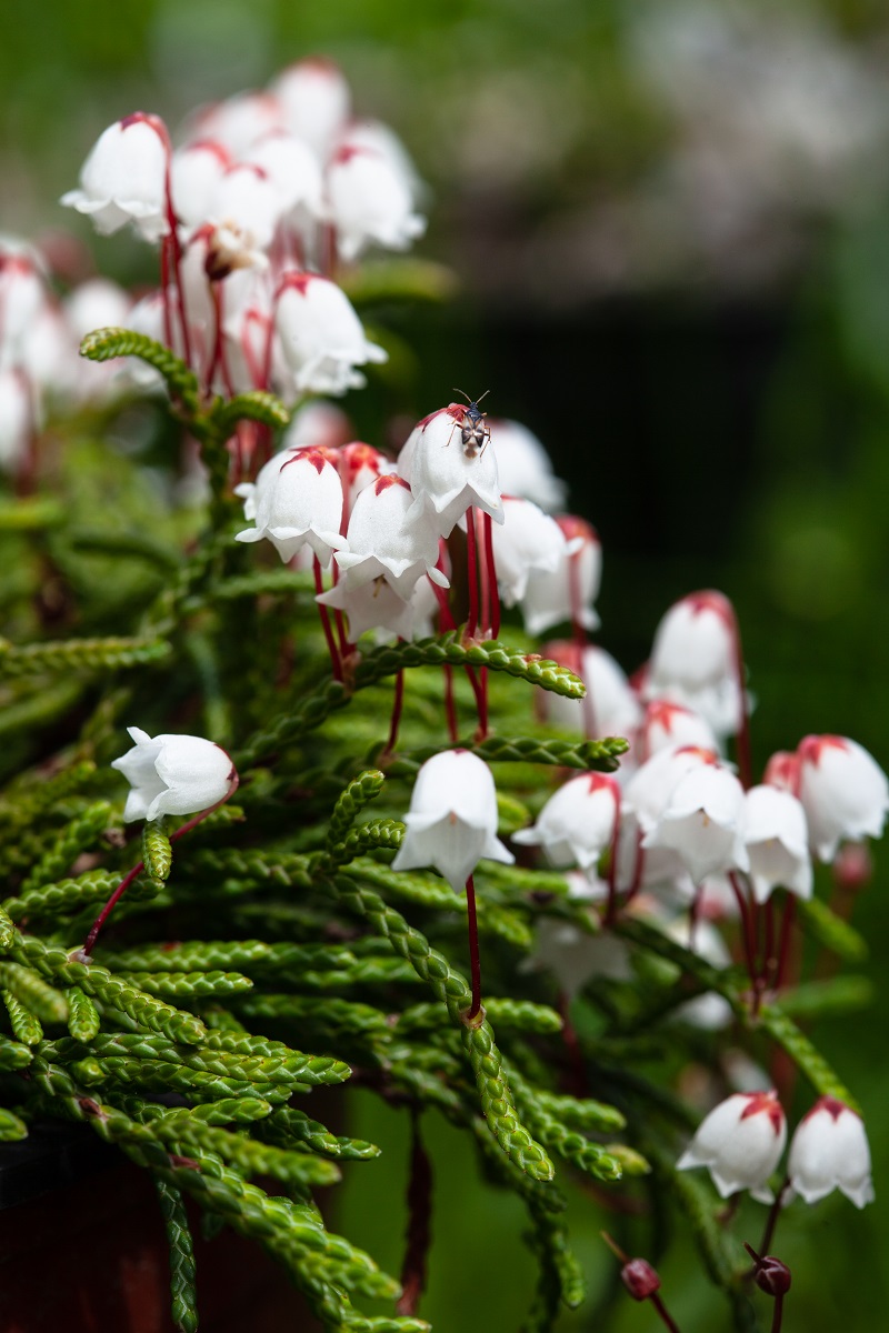 Õitsev kanarbik autor Riho Teras.