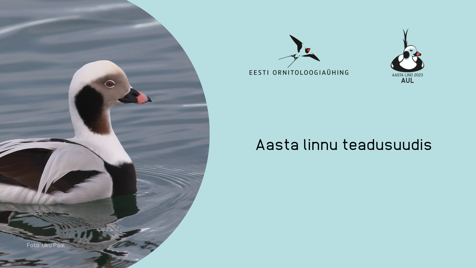 Vasakul pool on foto vees ujuvast isasest aulist, paremal pool sinisel taustal logo ja tekst