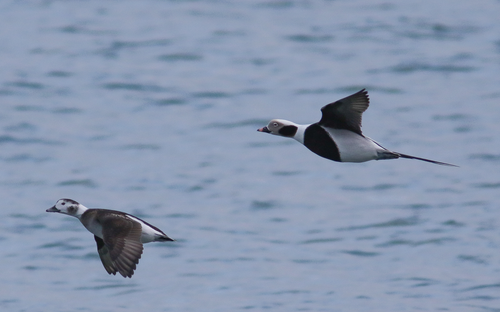 Mere taustal lendavad paremalt vasakule emane ja isane aul.