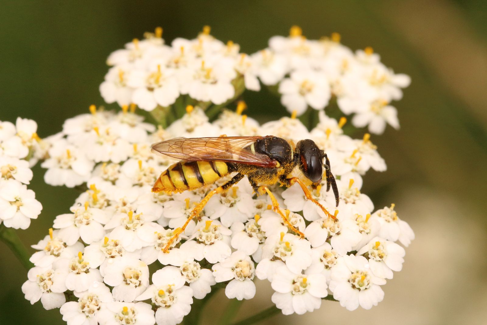 Üritused Tartus - Tartu Ülikooli loodusmuuseum ja botaanikaaed