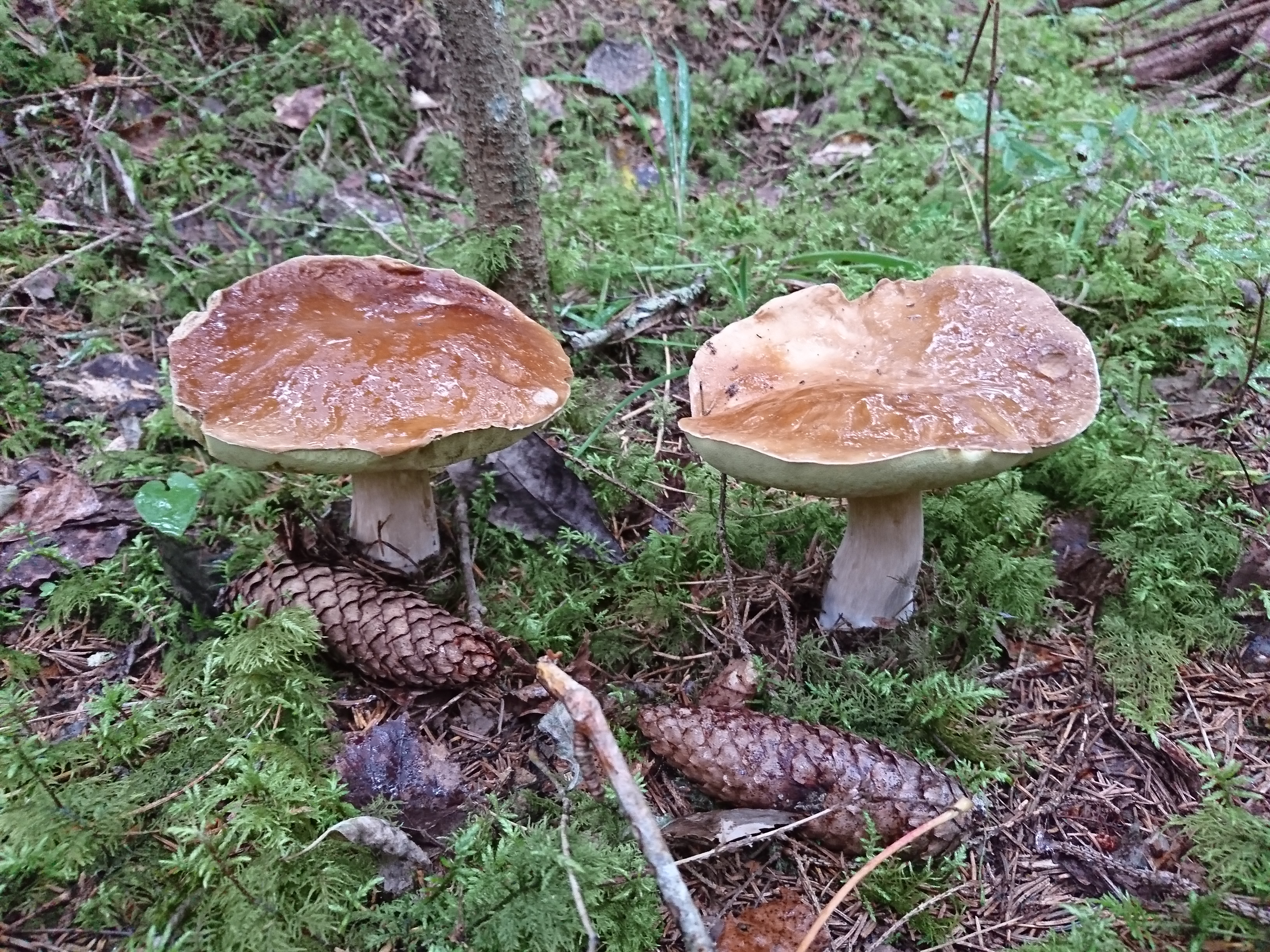 Üritused Tartus - Tartu Ülikooli loodusmuuseum ja botaanikaaed