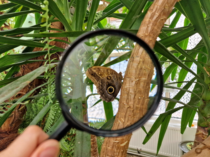 Läbi luubi paistab tumepruun helepruunide täppidega liblikas