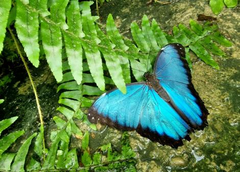 Sõnajala lehe kõrval on suur sinine liblikas, millel mustad tiibade servad