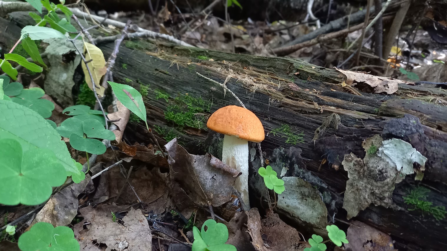 Väike oranži kübaraga puravik kõduneva lehtpuu taustal, paar jänesekapsast roheliseks laiguks tumedal taustal
