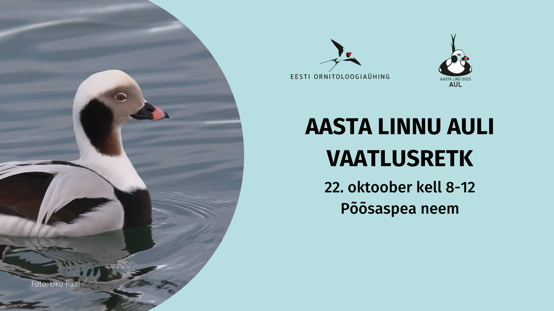 Vasakul on foto isasest ujuvast aulist, paremal pool sinisel taustal tekst