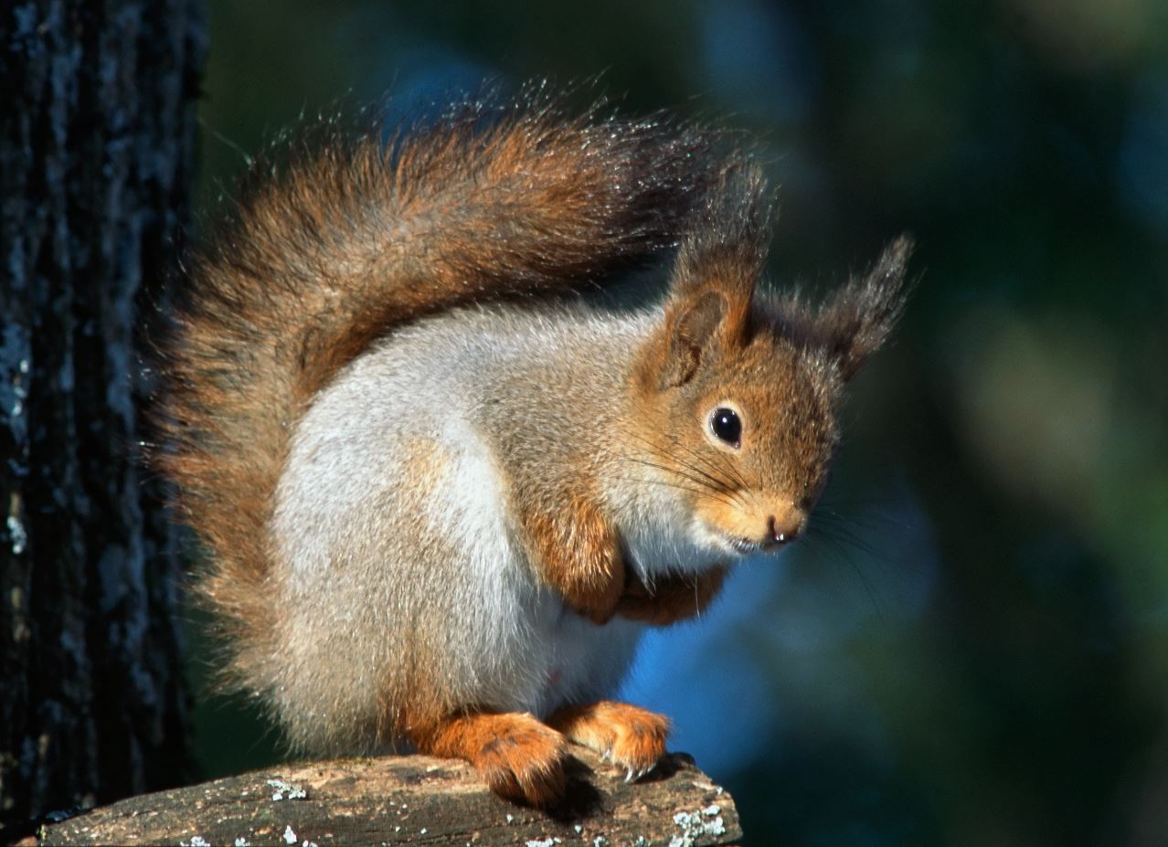 Kes elab metsa sees? Sagadi looduskooli programm
