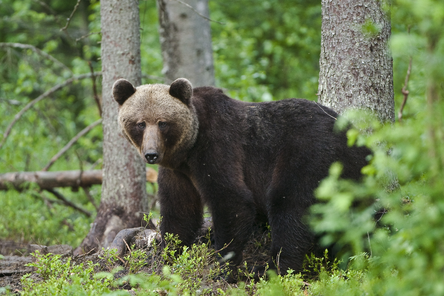 Mets metsade loomad - Sagadi looduskooli programm 