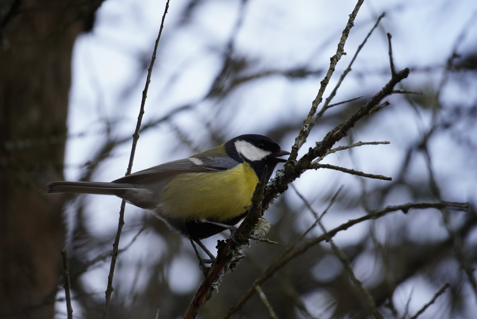Rasvatihne (Parus major)