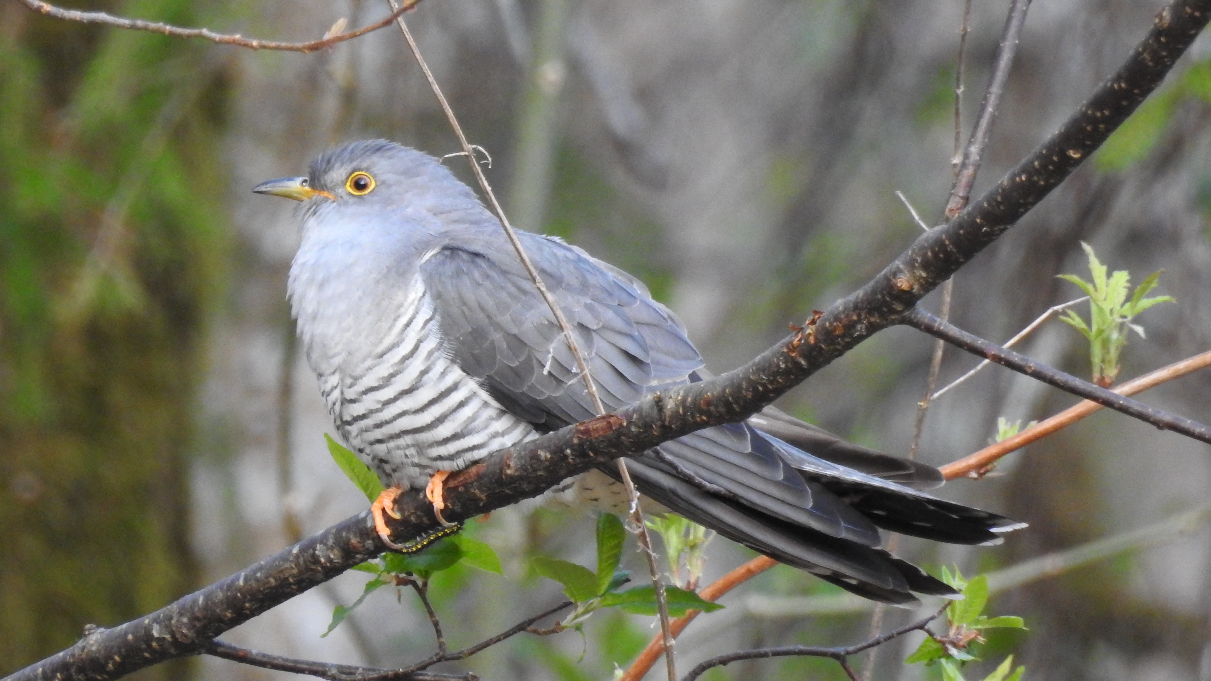 Fotol on oksal istuv kägu, kes hoiab küüniste vahel röövikut.