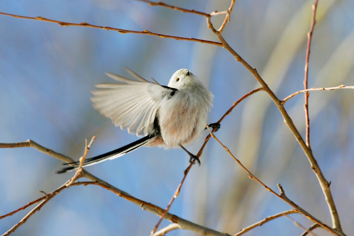Sagadi looduskooli programm "Kodupaiga linnud"