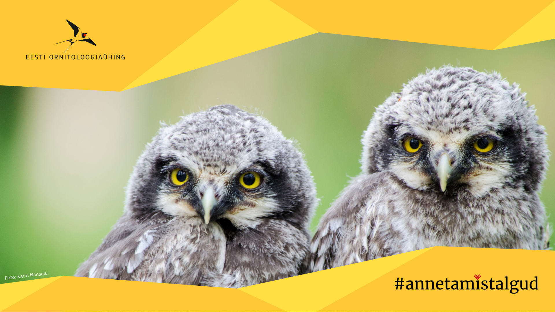 Üleval ja all on kollast värvi sakiline riba, mille peal üleval vasakul on Eesti Ornitoloogiaühingu logo ning all paremal annetamistalgute logo. Keskel on foto kahest kõrvuti seisvast halli värvi kakupojast.