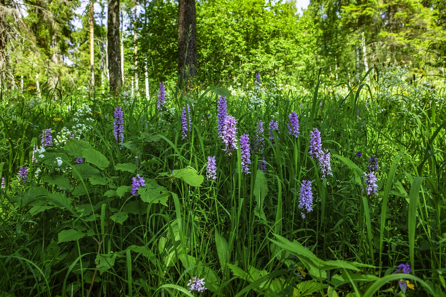 vööthuul-sõrmkäpp Rava tammikus