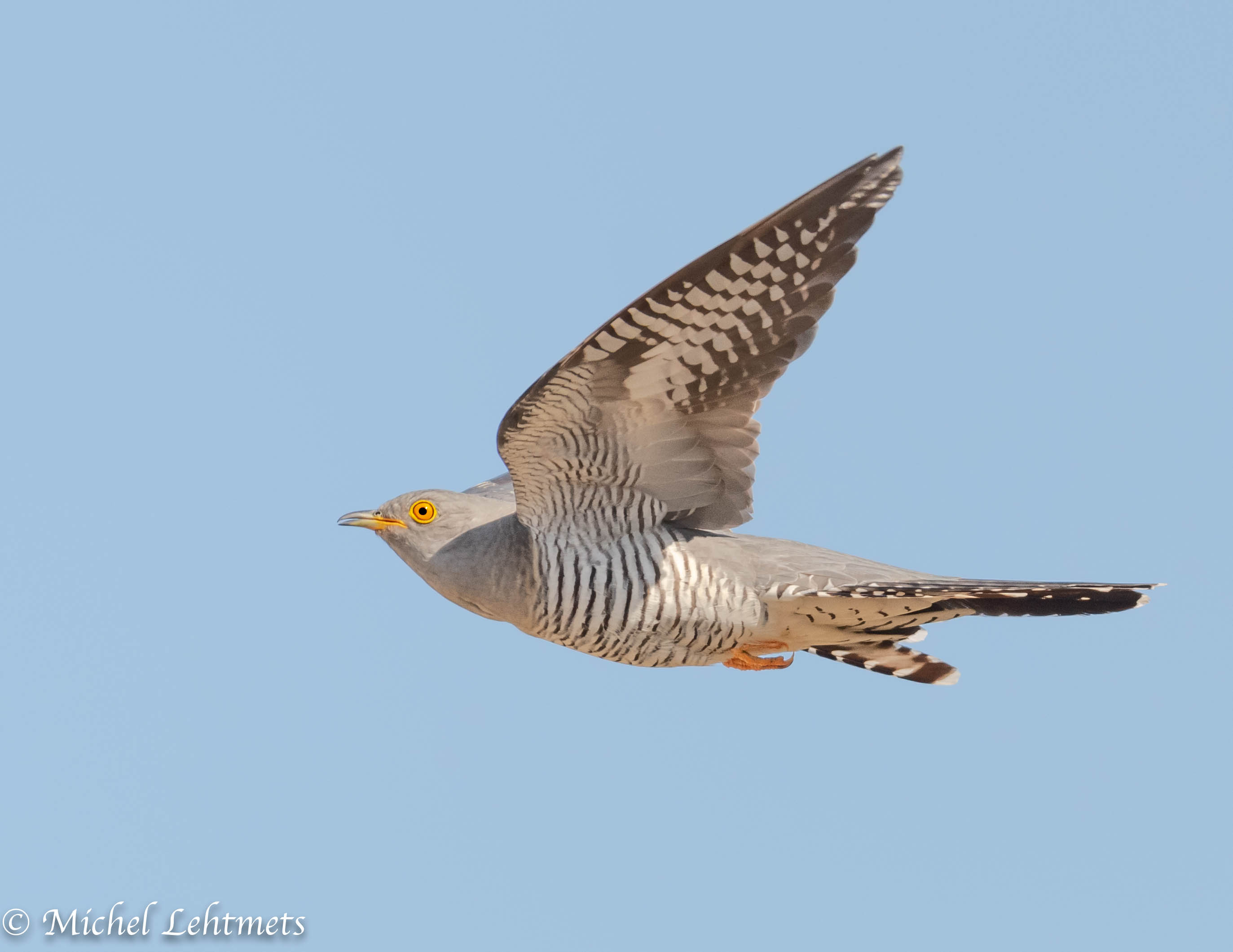 Sinise teave taustal lendab paremalt vasakule halli värvi kägu, kel on silmad ja jalad kollased