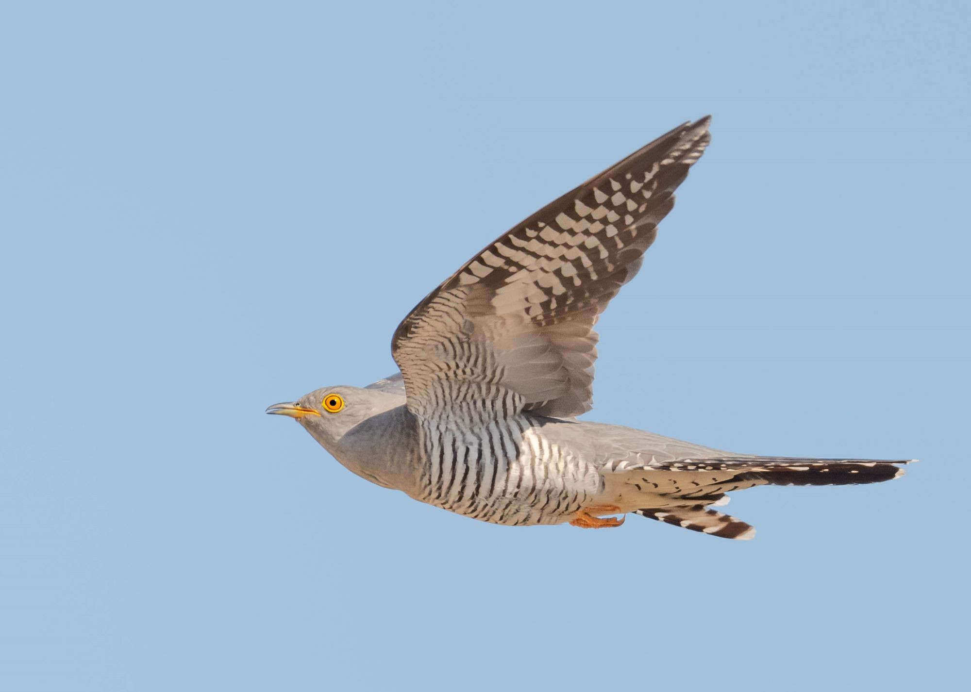 Sinise teave taustal lendab paremalt vasakule halli värvi kägu, kel on silmad ja jalad kollased