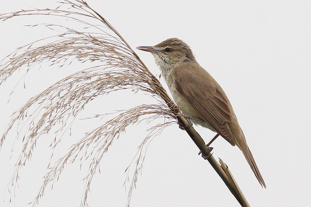Hallil taustal on kõrs, mille küljes seisab pruunikat värvi väike lind.