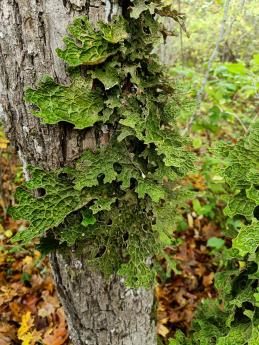 Kopsusamblik Ubari maastikuakitsealal