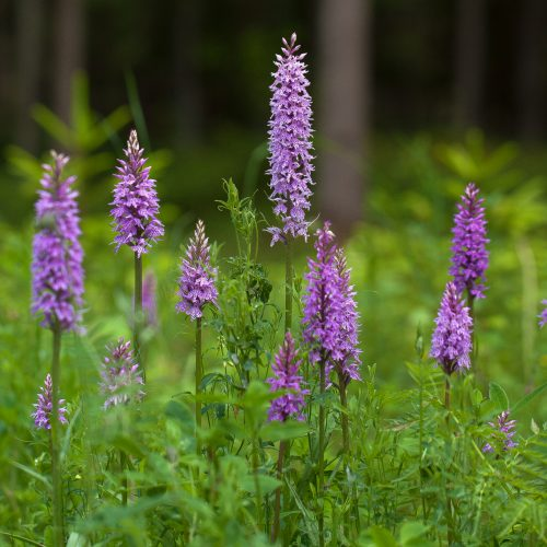 vööthuul-sõrmkäpp Foto autor  Jaak Neljandik