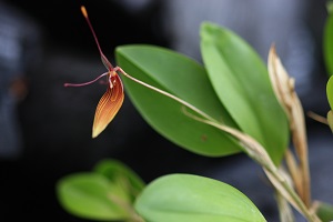 orhidee. foto autor: Katrin Mäeots
