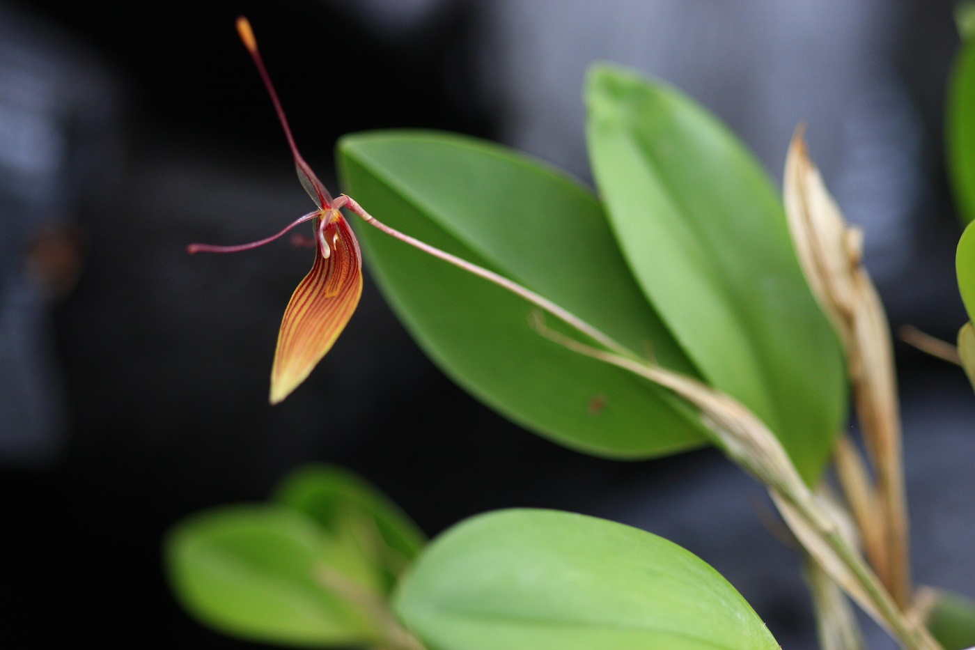 orhidee Foto:Katrin Mäeots