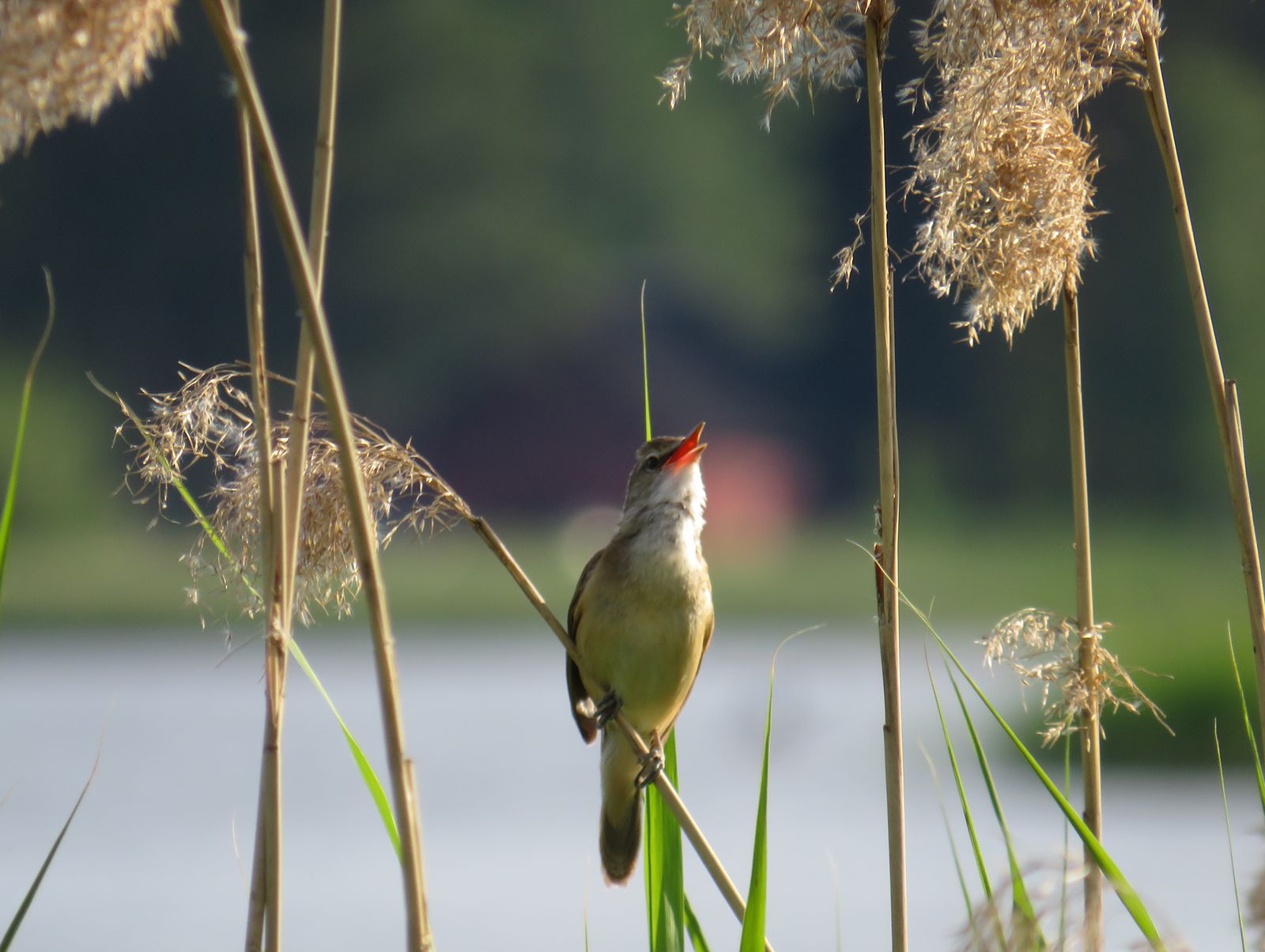 Fotol on taustal uduselt veekogu, eespool mõned pillirookõrred. Ühe kõrre küljes on lahtise nokaga pruunikas lind.