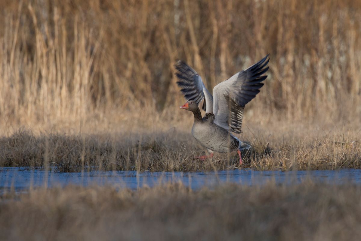 Veekogu ääres on näha pruun taimestik ja tiibu lehvitav hallhani